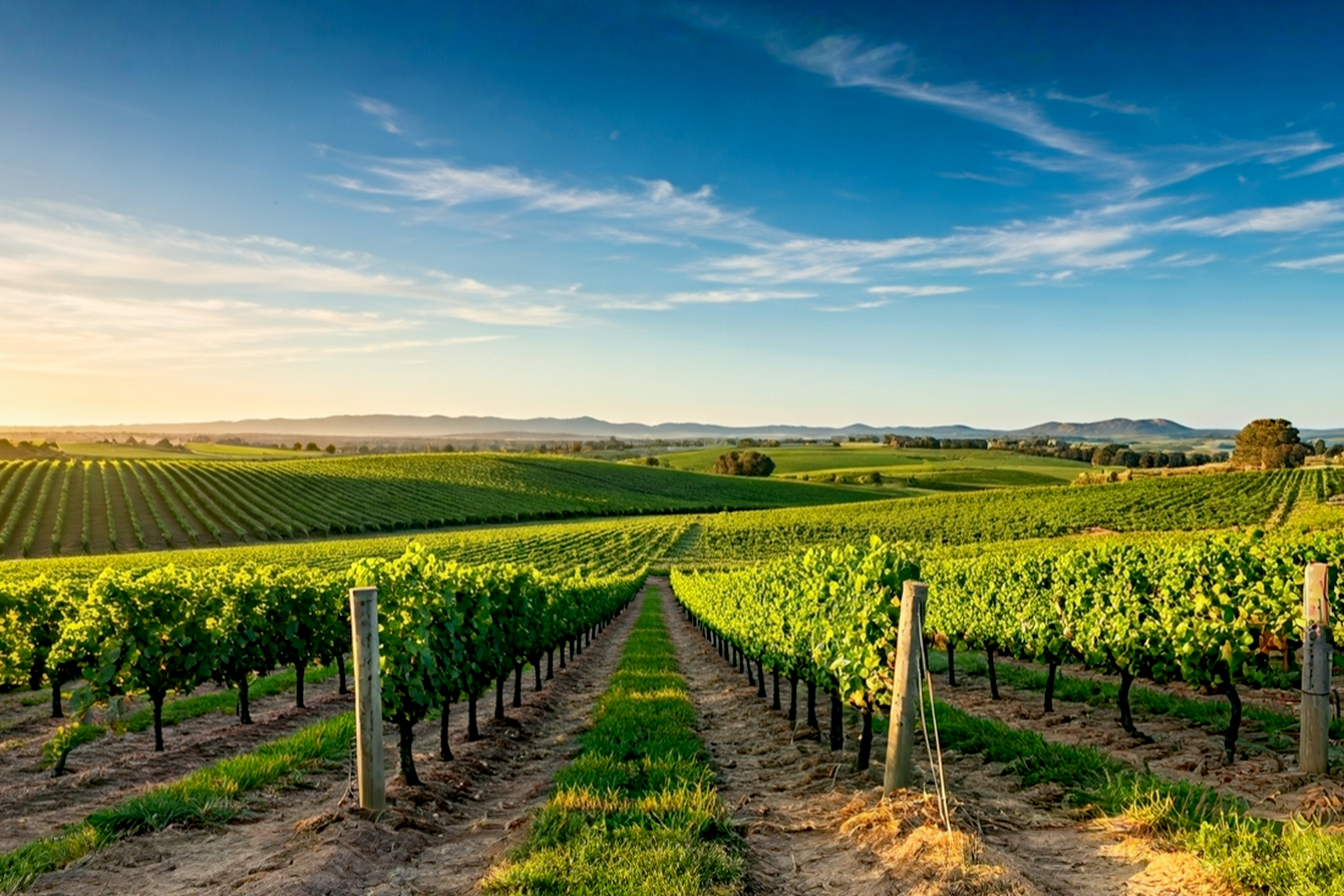 Lifelike, professional photograph showcasing the Great Southern wine region. A sweeping vineyard landscape with rolling green hills under a clear blue sky with a few wispy clouds. In the mid-ground, healthy, mature grapevines laden with either Riesling (green-gold) or Shiraz (deep purple) grapes are in sharp focus. In the distant background, a hint of ancient, weathered granite hills or a glimpse of the Southern Ocean. The lighting should be golden hour (late afternoon), casting long, soft shadows and highlighting the textures of the vines and landscape. The overall mood is serene, premium, and inviting, emphasizing natural beauty and agricultural richness. No people or buildings in the shot, focus on the terroir.