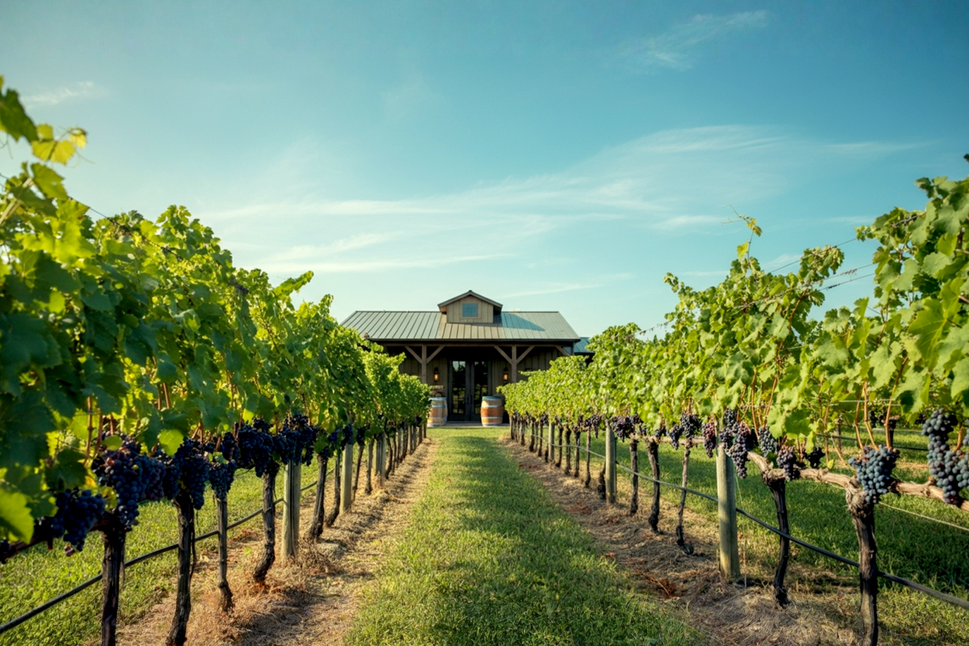 Lifelike pro photography, eye-level shot of a sun-drenched Illinois vineyard in late summer. Rows of lush green grapevines with ripening purple grapes stretch towards a rustic but elegant winery building in the background. A few wine barrels are visible near the entrance. The sky is a clear, bright blue with a few wispy clouds. The overall mood is warm, inviting, and premium. Golden hour lighting. Shot on a full-frame DSLR, sharp focus on foreground grapes, gentle bokeh on the background.