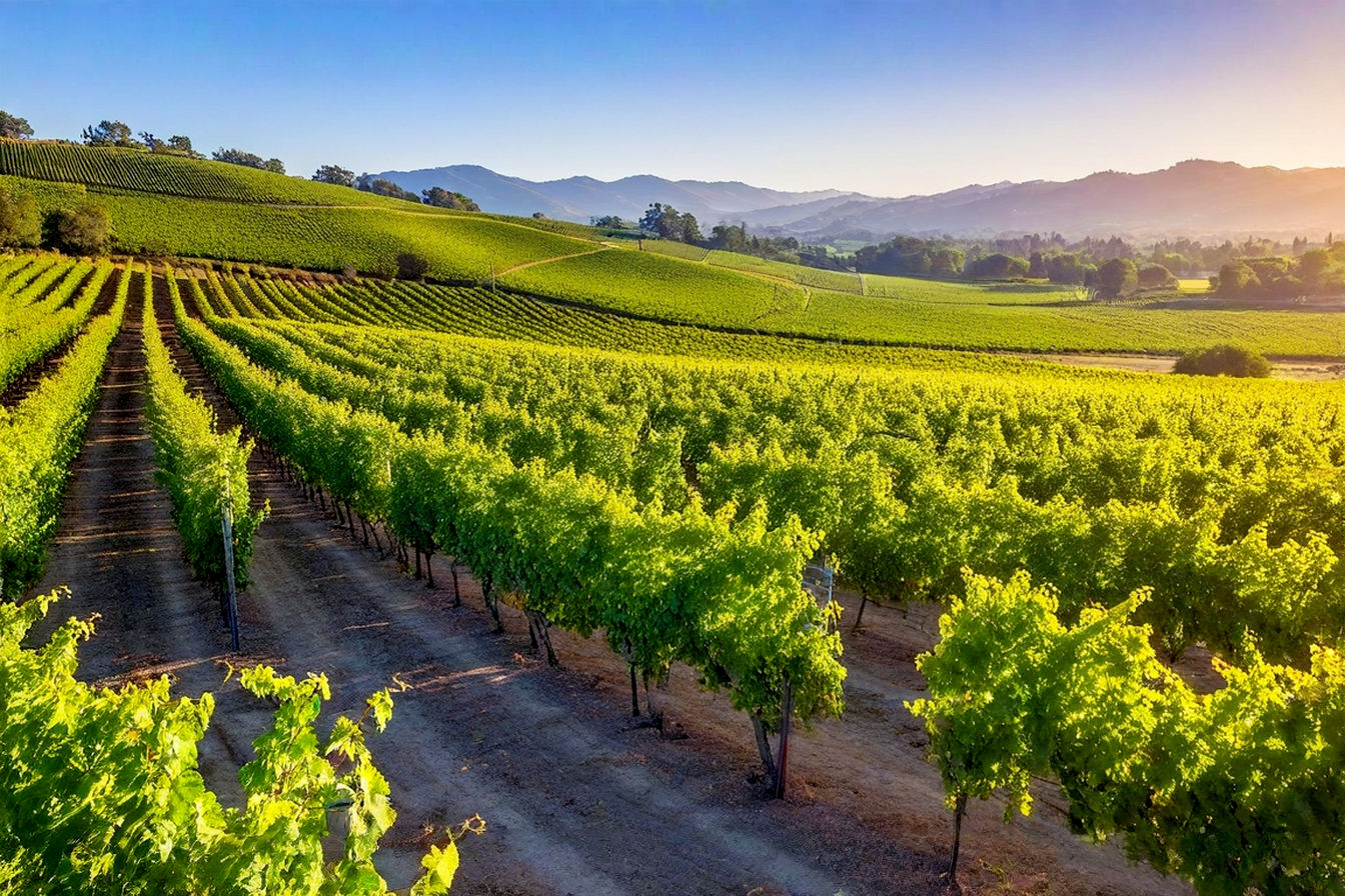 Lifelike, pro photography style image of a sun-drenched Napa Valley vineyard in late afternoon. Rolling hills covered in meticulously planted vine rows recede into the distance, with the Mayacamas mountains faintly visible under a clear blue sky with a few wispy clouds. Focus on a section of vibrant green vines with ripening Cabernet Sauvignon grape clusters, subtly backlit by the warm golden hour light. Include a glimpse of a rustic, elegant winery building (stone or dark wood) in the mid-ground, nestled among the vines. The overall mood should be serene, luxurious, and inviting, capturing the iconic beauty of Napa Valley wine country. Avoid overly saturated colors; aim for natural, rich tones.