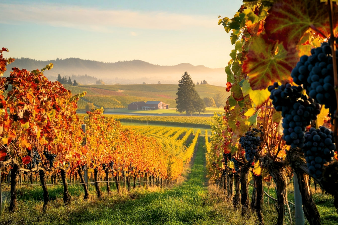 Lifelike, pro photography style image of a sun-drenched Oregon vineyard in the Willamette Valley during early autumn. Rolling hills with rows of Pinot Noir grapevines showing vibrant fall colors (reds, oranges, yellows). In the foreground, a close-up of a few ripe bunches of dark purple Pinot Noir grapes on the vine, with dewdrops glistening. The background shows a hazy, distant view of evergreen trees and perhaps a classic Oregon barn or winery building subtly integrated. Soft, golden hour lighting. Aspect ratio 16:9. Emphasize realism, depth of field, and the lush, high-quality feel of Oregon wine country.