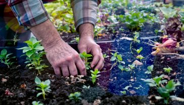 A hyper-realistic photograph in the style of a BBC Countryfile feature. An allotment in the British countryside on a soft, overcast morning. In the foreground, a gardener with weathered hands is planting broad bean seedlings into a neat vegetable bed. The soil is dark and rich. In the background, other beds show the distinct textures and colours of different crop families—leafy brassicas, feathery carrot tops, and the remains of last year's potato harvest. The scene evokes a sense of peaceful, sustainable productivity and British gardening heritage. The lighting is natural and gentle, with a cool, fresh colour palette.