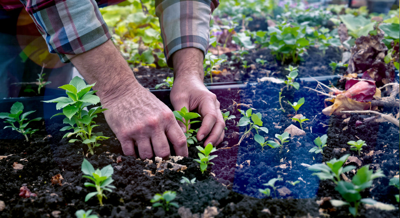 A hyper-realistic photograph in the style of a BBC Countryfile feature. An allotment in the British countryside on a soft, overcast morning. In the foreground, a gardener with weathered hands is planting broad bean seedlings into a neat vegetable bed. The soil is dark and rich. In the background, other beds show the distinct textures and colours of different crop families—leafy brassicas, feathery carrot tops, and the remains of last year's potato harvest. The scene evokes a sense of peaceful, sustainable productivity and British gardening heritage. The lighting is natural and gentle, with a cool, fresh colour palette.
