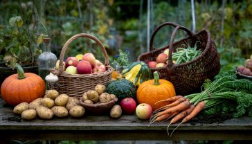 A hyper-realistic, professional photograph in the style of a Gardener's World magazine cover. A weathered wooden table in a classic British allotment, overflowing with a vibrant autumn harvest: muddy King Edward potatoes, deep orange Crown Prince squash, earthy carrots with green tops, and a traditional wicker trug filled with bright red apples and runner beans. The lighting is soft and golden, characteristic of a late September afternoon, with a slightly out-of-focus greenhouse in the background. The mood is one of abundance, satisfaction, and rustic charm.