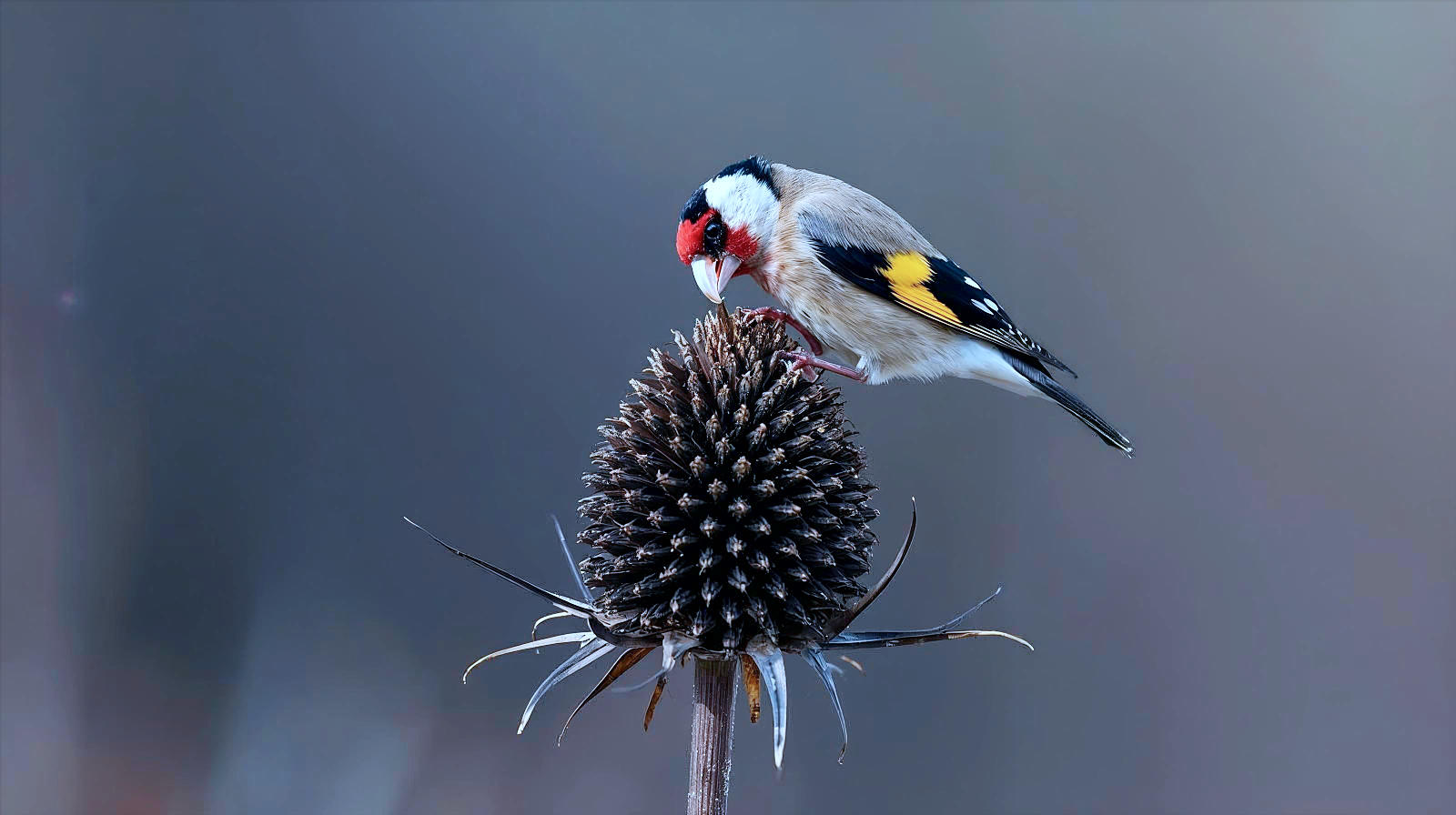 A telephoto wildlife shot of a European Goldfinch perched precariously on a dried, black Echinacea seed head in late autumn. The bird’s red face and yellow wing bars contrast beautifully with the muted browns and greys of the fading garden background. The scene captures the bird in the act of pulling a seed from the cone.