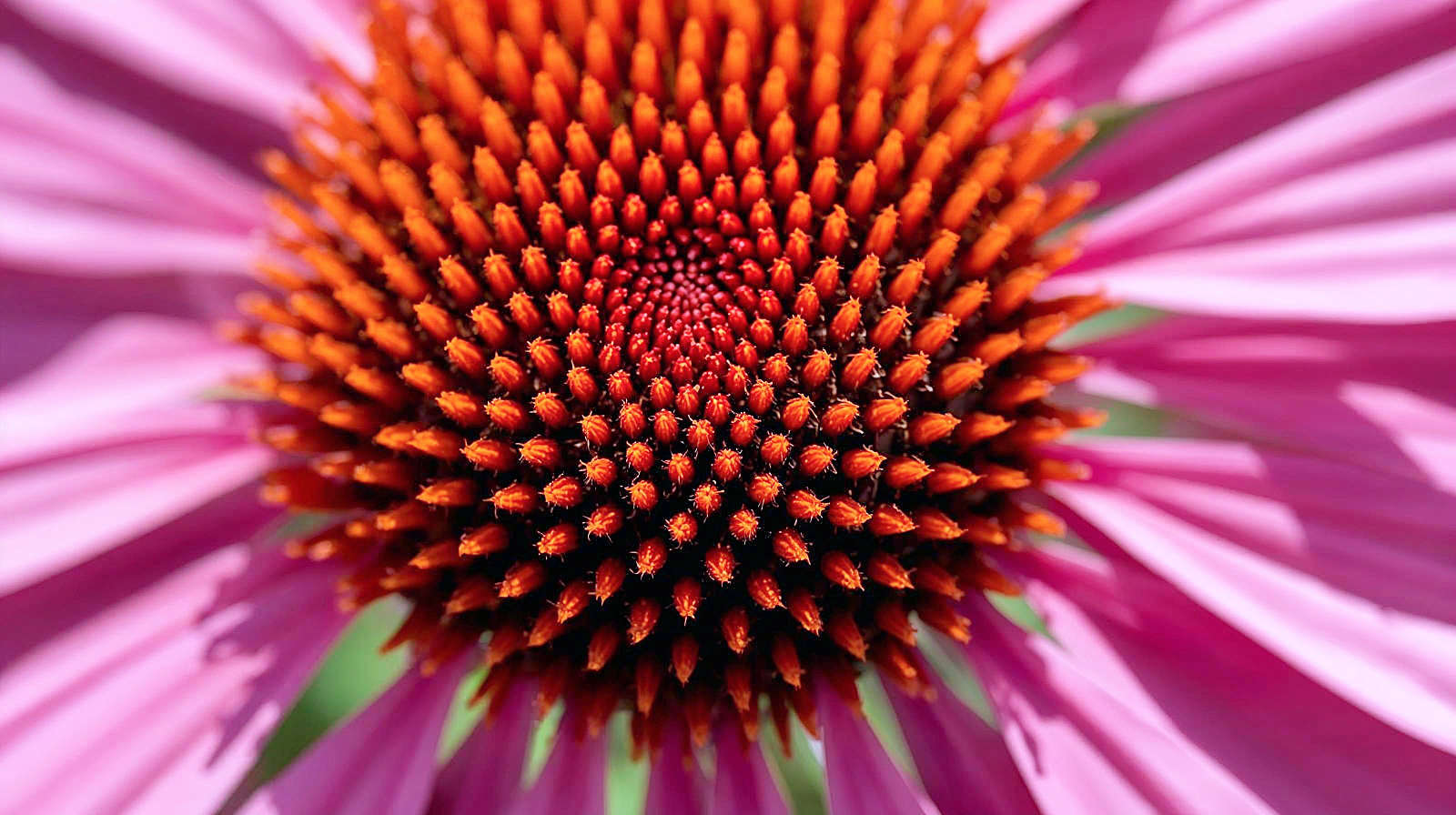 Extreme macro close-up photography of the central cone of an Echinacea purpurea. Focus sharply on the rusty-orange, spiky disc florets to illustrate the "hedgehog" texture, with the pink ray florets blurring softly into the background. The lighting should be natural sunlight revealing the geometric spiral pattern of the cone. High resolution, botanical detail style.