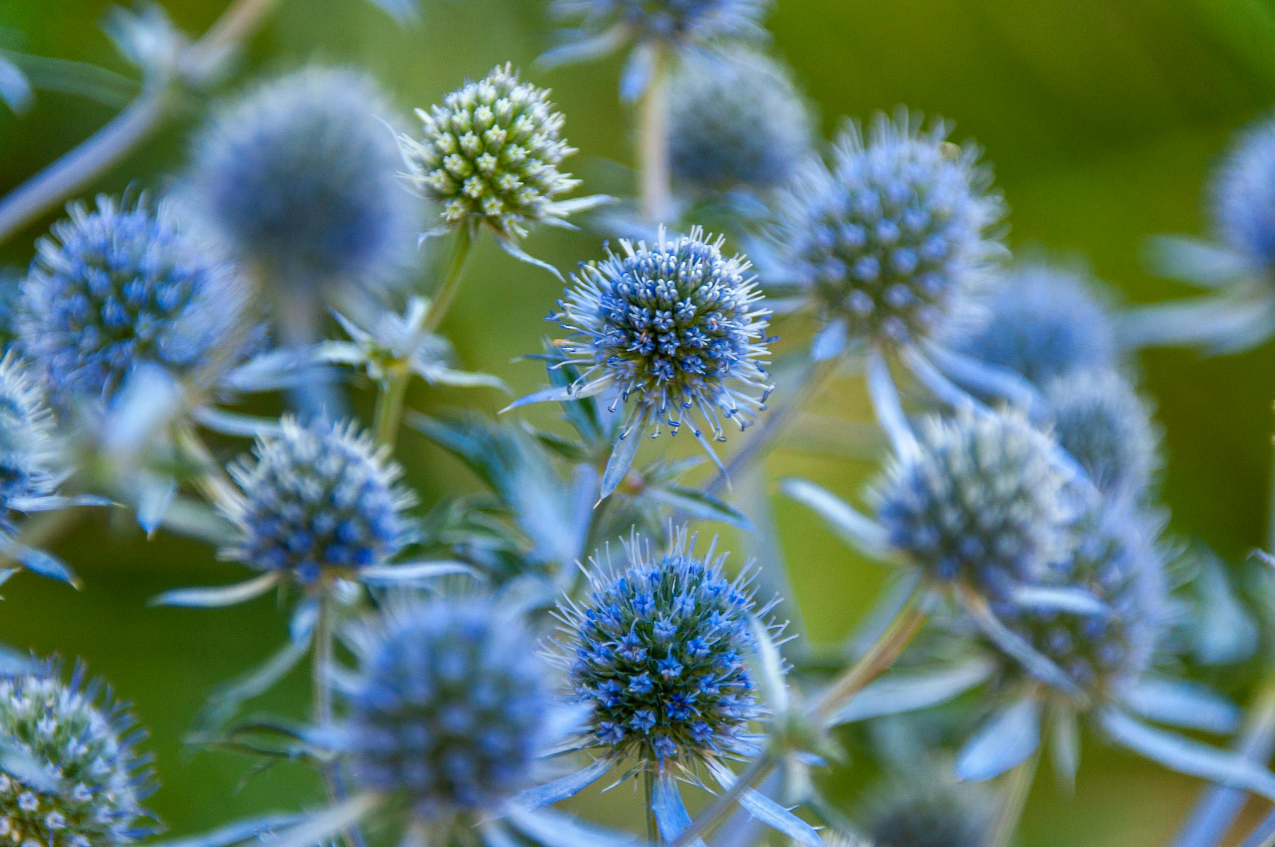 Vibrant close-up of blue eryngium thistle flowers showcasing their unique texture and colors.